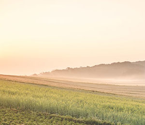 NORTH LAND (GOLD PEACE)